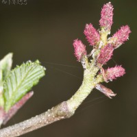 Red Alder